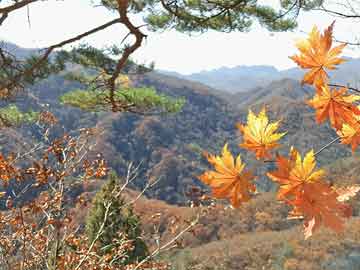 先飞燃气灶（先飞燃气灶全国客服电话）